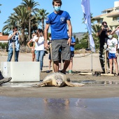 Castelló, suelta tortuga