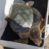 Castelló, suelta tortuga