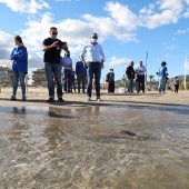 Castelló, Fundación Oceanográfic