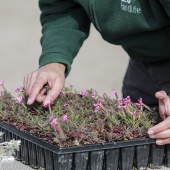 Voluntariado ambiental