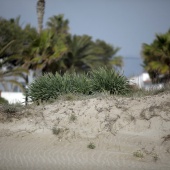 Voluntariado ambiental