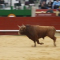 Castellón, Magdalena 2011