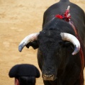 Magdalena 2011. Corrida de rejones