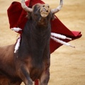 Castellón, Magdalena 2011