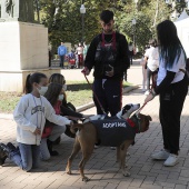 VI Festival de la Adopción de Castelló