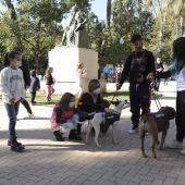 VI Festival de la Adopción de Castelló