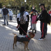 VI Festival de la Adopción de Castelló