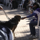 VI Festival de la Adopción de Castelló