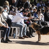 VI Festival de la Adopción de Castelló