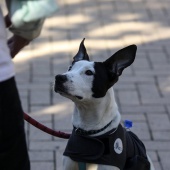 VI Festival de la Adopción de Castelló