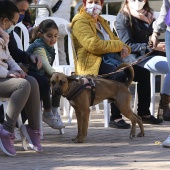 VI Festival de la Adopción de Castelló