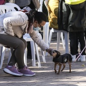 VI Festival de la Adopción de Castelló