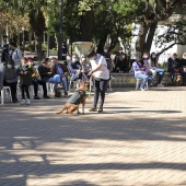 VI Festival de la Adopción de Castelló