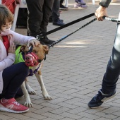 VI Festival de la Adopción de Castelló