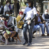 VI Festival de la Adopción de Castelló