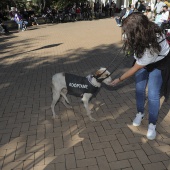 VI Festival de la Adopción de Castelló