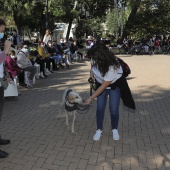 VI Festival de la Adopción de Castelló