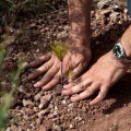 Repoblación forestal