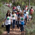 Repoblación forestal