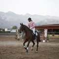Poni club