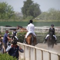 Poni club