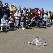 Tortuga Paz