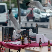 Día de las paellas