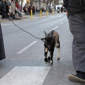 Procesión en honor a San Antonio Abad