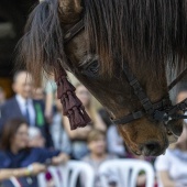 Cabalgata del Pregó