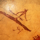 Juan B. Pocar y el arte rupestre