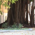 Les Corts Velencianes, Alberto Fabra