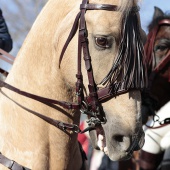Festividad de San Antonio Abad