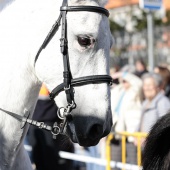 Festividad de San Antonio Abad