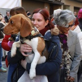 Festividad de San Antonio Abad