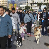Festividad de San Antonio Abad