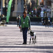 IX Marcha Contra el Cáncer Castellón