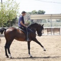 Castellón, doma caballos en Hípica Castellón
