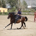 Castellón, doma caballos en Hípica Castellón