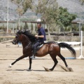 Castellón, doma caballos en Hípica Castellón