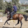 Castellón, doma caballos en Hípica Castellón