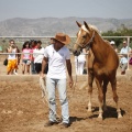 Castellón, doma caballos en Hípica Castellón
