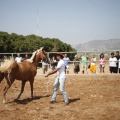 Castellón, doma caballos en Hípica Castellón
