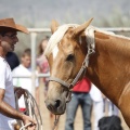 Castellón, doma caballos en Hípica Castellón