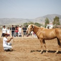 Castellón, doma caballos en Hípica Castellón