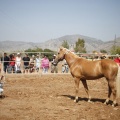 Castellón, doma caballos en Hípica Castellón