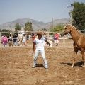 Castellón, doma caballos en Hípica Castellón