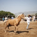 Castellón, doma caballos en Hípica Castellón