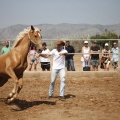 Castellón, doma caballos en Hípica Castellón