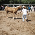 Castellón, doma caballos en Hípica Castellón