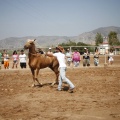 Castellón, doma caballos en Hípica Castellón